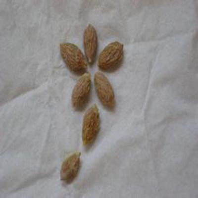 吞瞭個棗核多久能消化