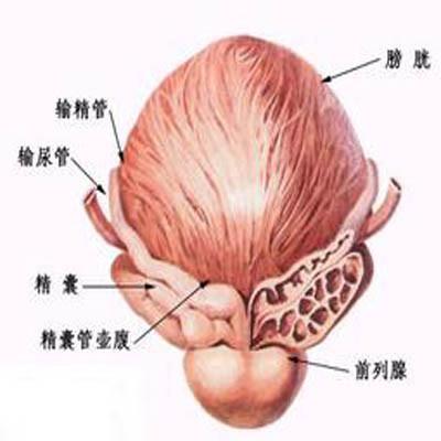 前列腺b超多少錢