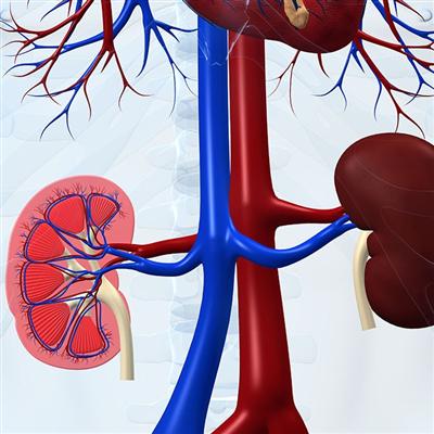 小腿腫脹發硬怎麼回事