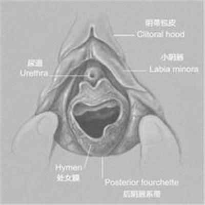 處女膜的位置大概有多深？
