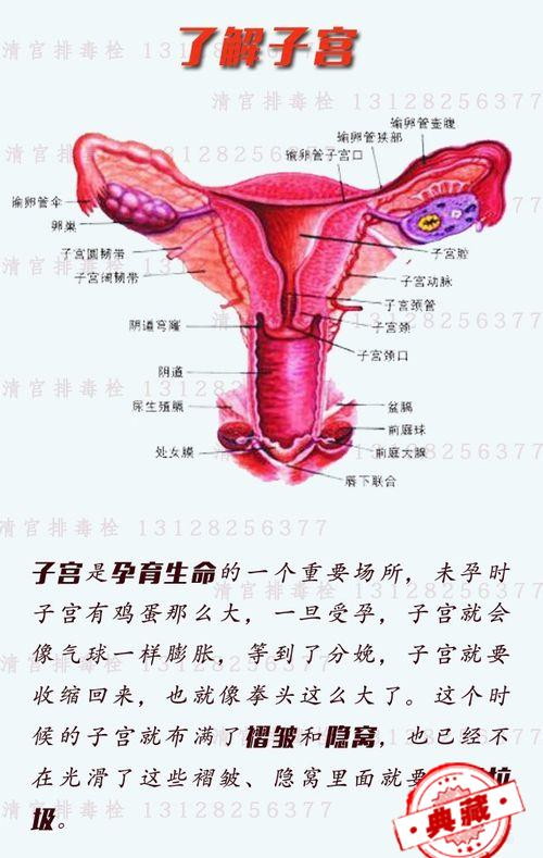 女性子宮排毒