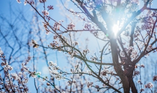 三角梅幾月開花？三角梅為什麼不開花？