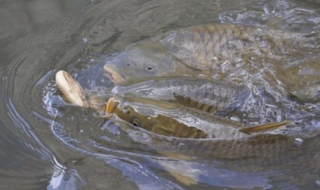 野釣如何打窩聚魚 方法雖然怪但是誘魚聚魚確實有效