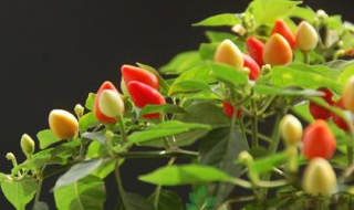 五彩椒的種植方法 五彩椒什麼時候播種