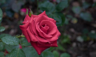 月季花圖片 月季花怎麼養之月季花栽培方法