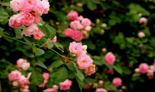 薔薇花圖片 以下五點教你如何扦插薔薇花