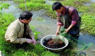 在農村如何賺錢 在農村幹什麼能掙錢？