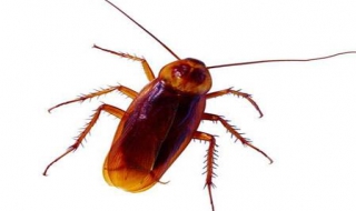 蟑螂怕什麼 傢裡有蟑螂怎麼處理