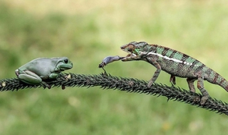 蜥蜴吃什麼 怎麼樣給蜥蜴喂食蟋蟀