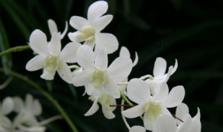 蘭花怎麼養 蘭花養殖六個教程