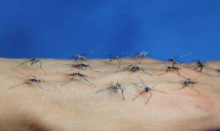 蚊子咬瞭怎麼消腫止癢最快 被蚊子咬瞭怎麼止癢