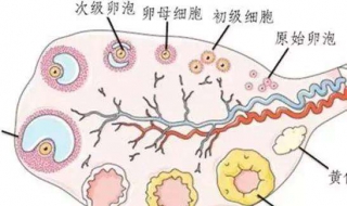 排卵期在什麼時候 有哪些癥狀？