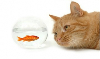 貓為什麼喜歡吃魚？ 揭秘貓咪為什麼喜歡吃魚