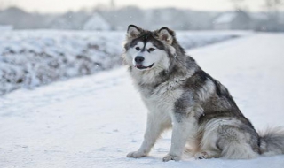 阿拉斯加雪橇犬和哈士奇的區別 六大妙招教你輕松辨認