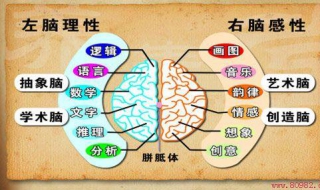 左腦和右腦的區別是什麼 你屬於哪種思維優勢？