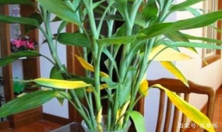 富貴竹葉子發黃怎麼辦 變黃可能的原因是什麼