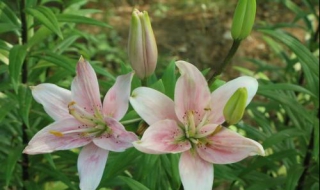 食用百合和百合花的區別 適用的范圍不同