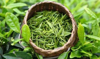 嶗山綠茶的制作工藝 應有做形工序