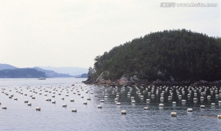 地圖魚怎樣養殖 有哪些技巧？