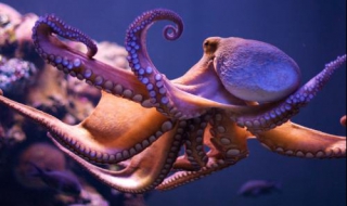 墨魚章魚和魷魚的區別有哪些 如何辨別他們