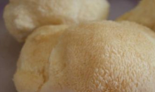 新鮮猴頭菇的做法 鮮猴頭菇怎麼吃