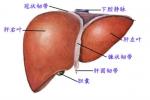 先天性肝纖維化