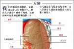 非小細胞肺癌