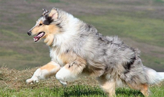 喜樂蒂與蘇格蘭犬的區別 分享這兩種犬的十一個不同點