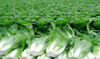 膠州大白菜的食用方法 美味又健康