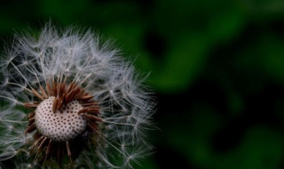 蒲公英圖片 喝蒲公英水有什麼好處