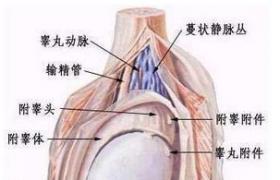 睪丸損傷