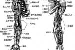 臂叢神經損傷