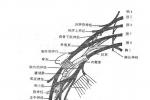 臂叢神經損傷