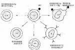 嬰兒期短暫性低丙球蛋白血癥