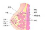 乳房棘球蚴病