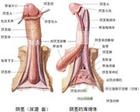 包皮龜頭炎