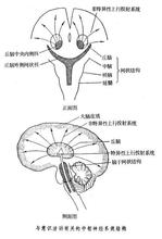 意識障礙