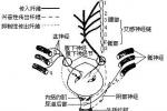 小兒神經源性膀胱