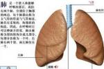 胸膜間皮瘤