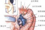 胸膜間皮瘤