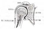 胸壁軟組織損傷