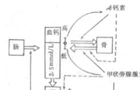 新生兒低鈣血癥