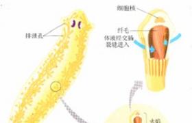 小兒范科尼綜合征