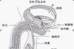 男生殖系結核