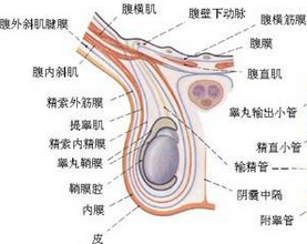 陰囊絲蟲病