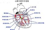 心性猝死綜合征