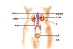 下腔靜脈後輸尿管