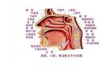 鼻中隔膿腫