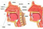 原發性鼻腔淋巴瘤