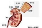 糖尿病腎病